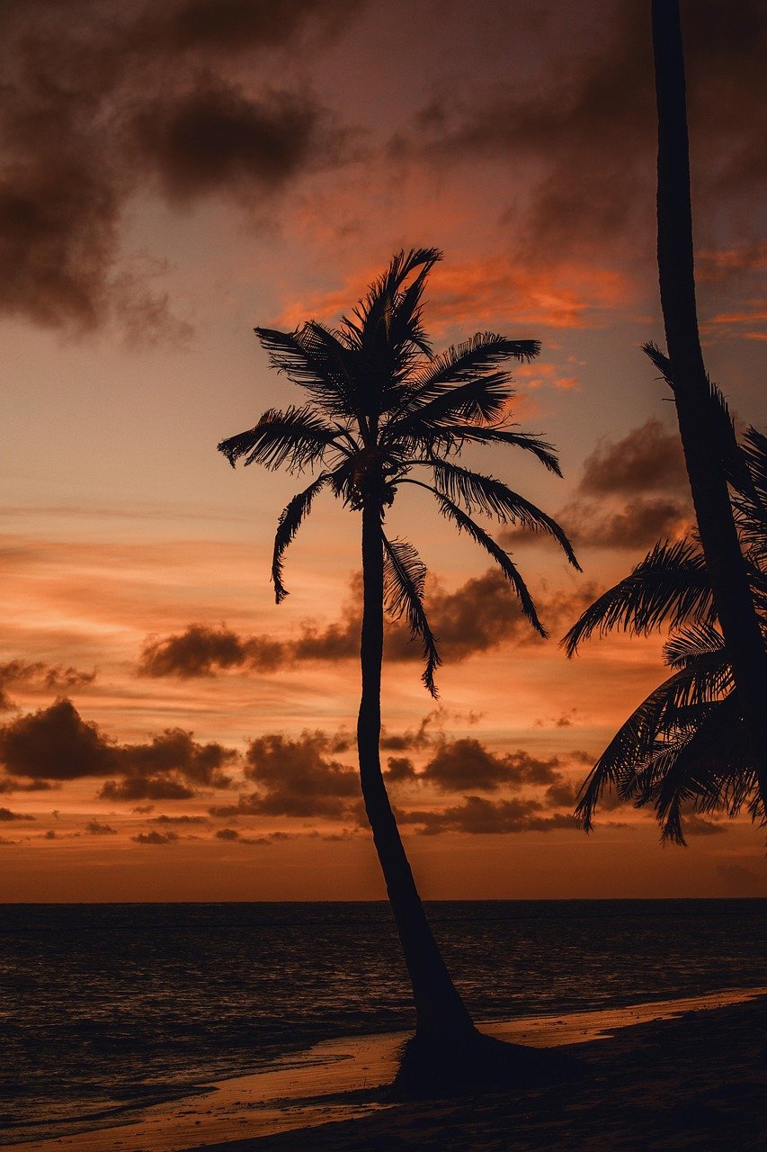 sunset, palm tree, ocean, coast, sea view, skyline, water, sea, summer, sunrise, holiday, clouds, cloudscape, sky, morning, nature, sunset, sunset, sunset, sunset, sunset, palm tree, summer, nature, nature, nature, nature